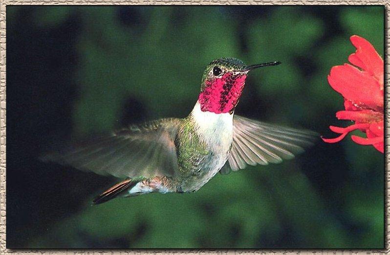 Broad-tailedHummingbird 03-Male.jpg