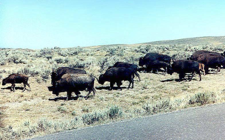 Buffalo-American Bisons-by Macky637.jpg