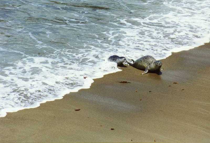 California Harbor Seals1-Mom n kid on beach-by Andrei Volkov.jpg
