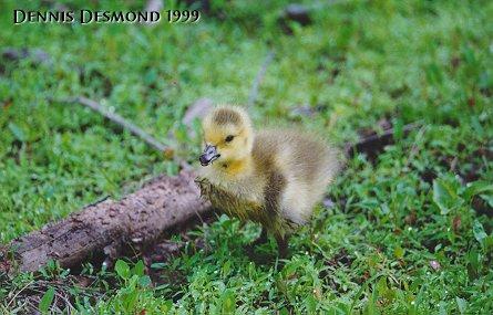 Canada Goose-gosling-by Dennis Desmond.jpg