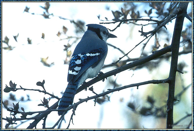 CassinoPhoto-AprilBird02-Blue Jay-perching on branch.jpg
