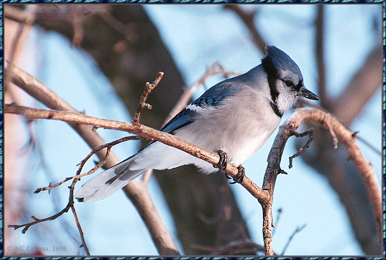 CassinoPhoto-AprilBird03-Blue Jay-perching on branch.jpg