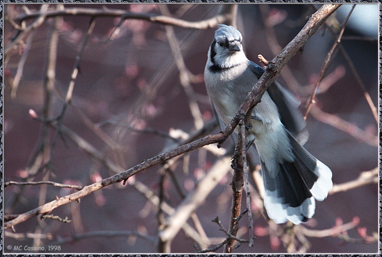 CassinoPhoto-AprilBird04-Blue Jay-perching on branch.jpg