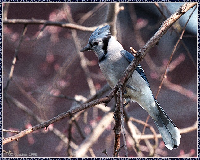 CassinoPhoto-AprilBird05-Blue Jay-perching on branch.jpg