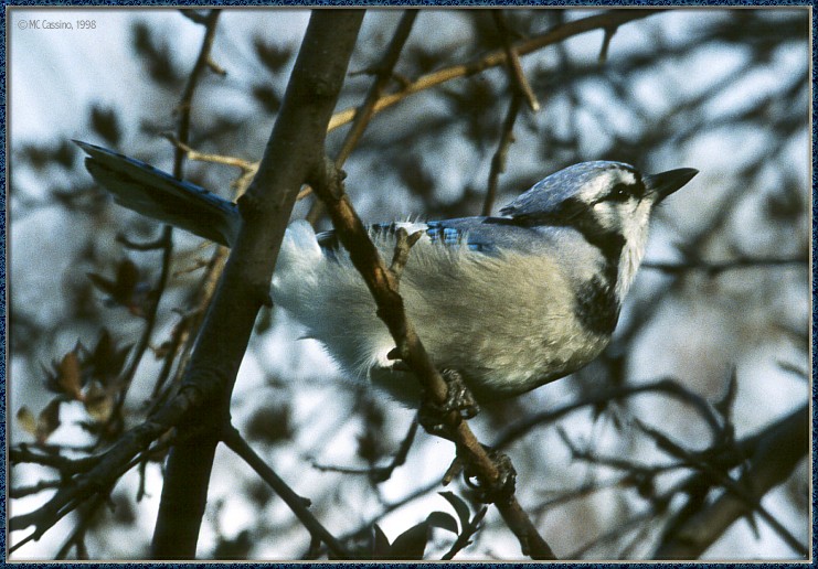CassinoPhoto-AprilBird06-Blue Jay-perching on branch.jpg
