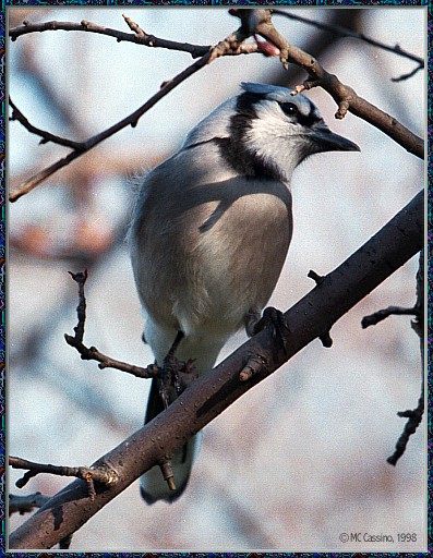 CassinoPhoto-AprilBird07-Blue Jay-perching on branch.jpg
