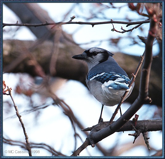 CassinoPhoto-AprilBird08-Blue Jay-perching on branch.jpg