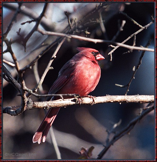 CassinoPhoto-AprilBird09-Cardinal-male perching on branch.jpg