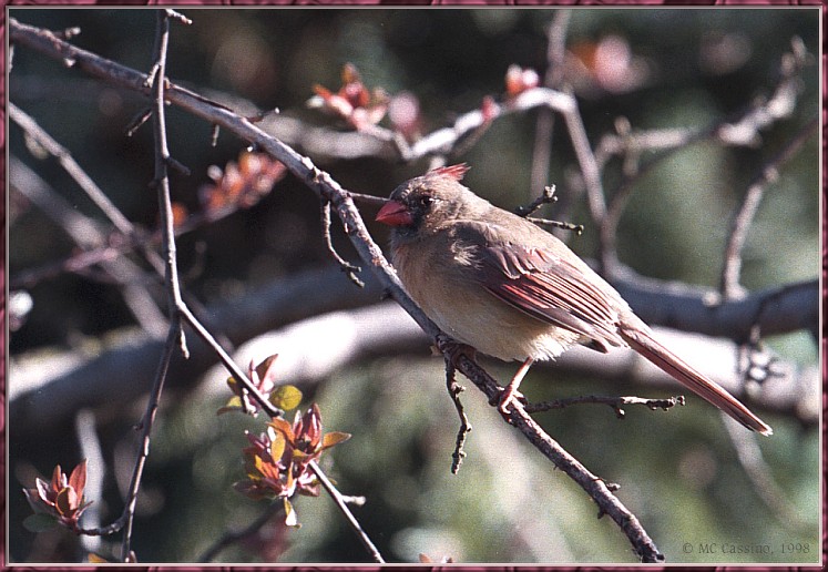 CassinoPhoto-AprilBird10-Cardinal-female perching on branch.jpg