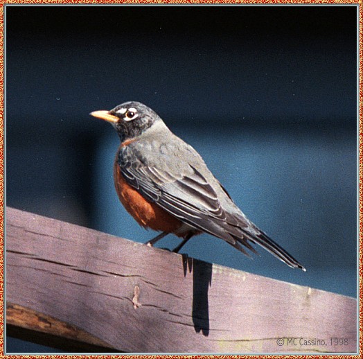 CassinoPhoto-AprilBird11-American Robin-perching on log bar.jpg