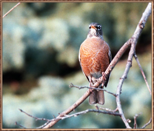 CassinoPhoto-AprilBird12-American Robin-perching on branch.jpg