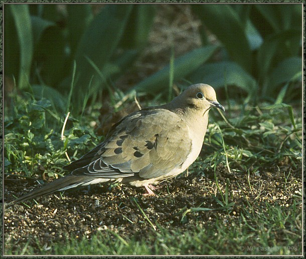 CassinoPhoto-AprilBird13-Mourning Dove-foraging on grass.jpg
