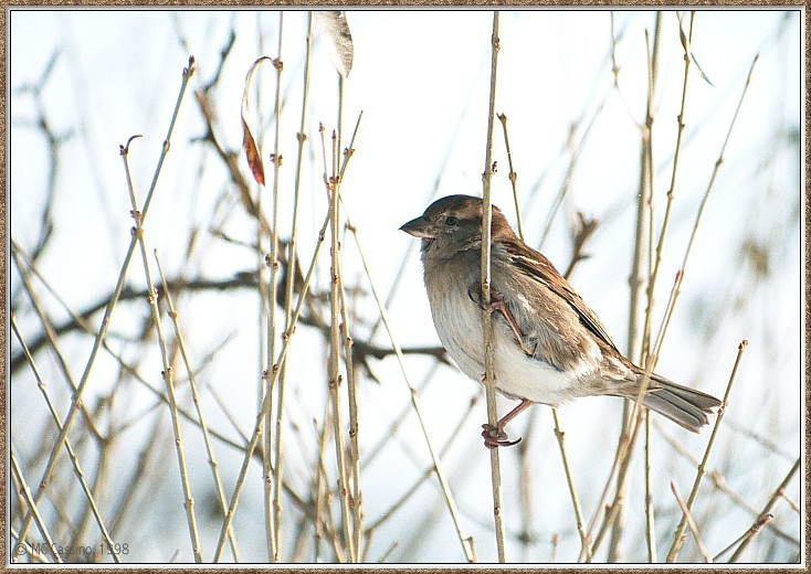 CassinoPhoto-AprilBird15-House Sparrow-perching on thin branch.jpg