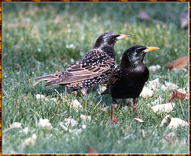 CassinoPhoto-AprilBird16-Common Starlings-pair on grass.jpg