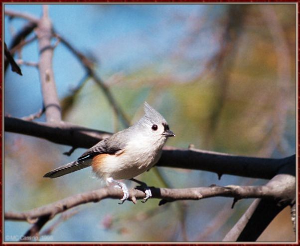 CassinoPhoto-Bird b01-Tufted Titmouse-perching on tree.jpg