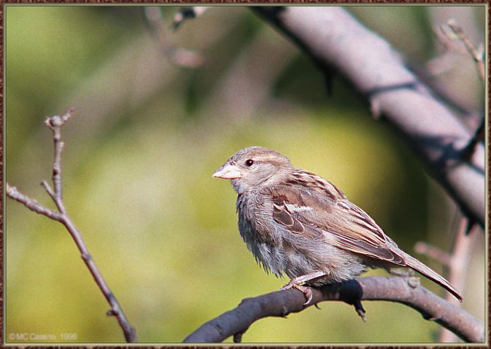 CassinoPhoto-Bird b02-House Sparrow-perching on tree.jpg