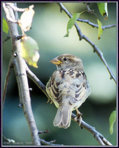 CassinoPhoto-Bird b03-House Sparrow-perching on tree.jpg
