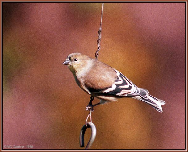 CassinoPhoto-Bird b04-American Goldfinch-winter plumage.jpg