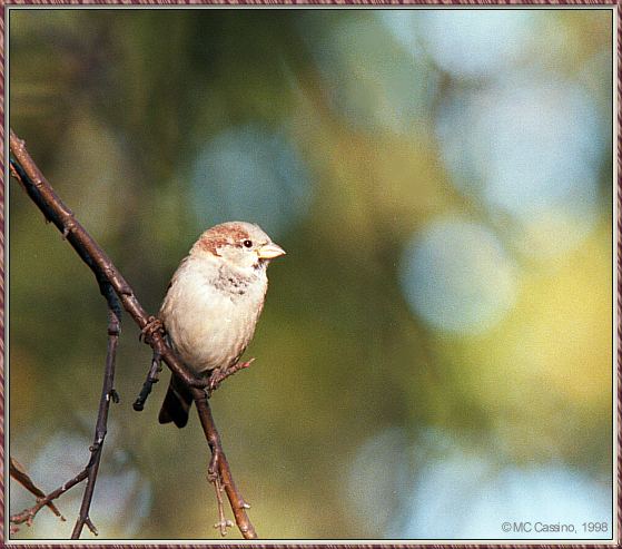 CassinoPhoto-Bird b05-House Sparrow-perching on branch.jpg