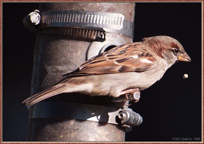 CassinoPhoto-Bird b06-House Sparrow-on bird feeder.jpg