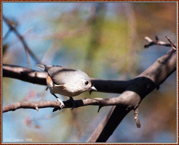 CassinoPhoto-Bird b07-Tufted Titmouse-perching on tree.jpg