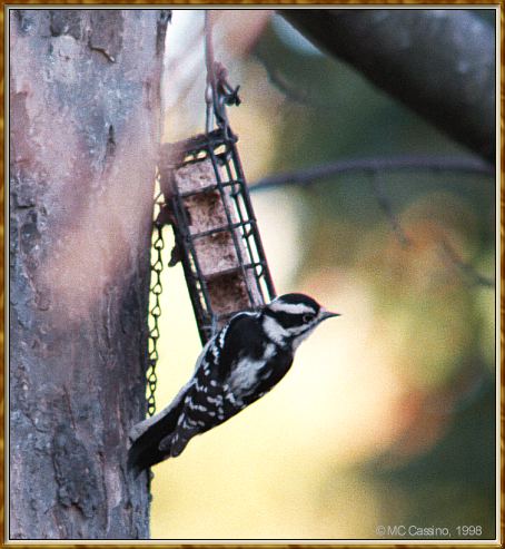 CassinoPhoto-Bird b10-Downy Woodpecker-cling to bird feeder.jpg
