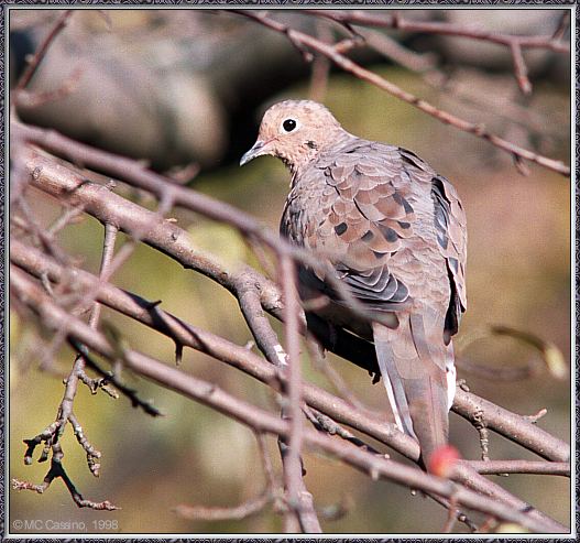 CassinoPhoto-Bird b12-Mourning Dove-perching on tree.jpg