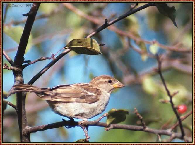 CassinoPhoto-Bird b13-House Sparrow-perching on tree.jpg
