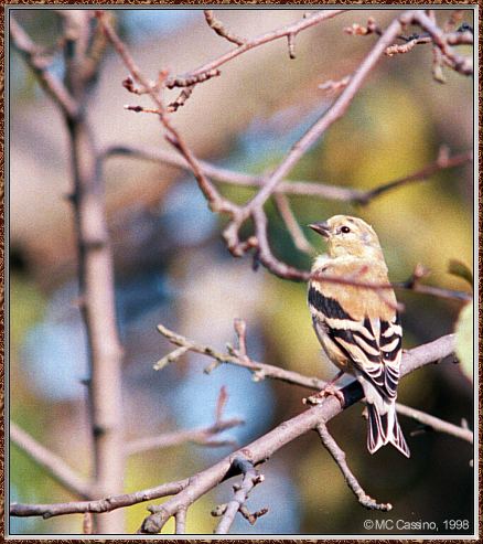 CassinoPhoto-Bird b14-American Goldfinch-perching on branch.jpg