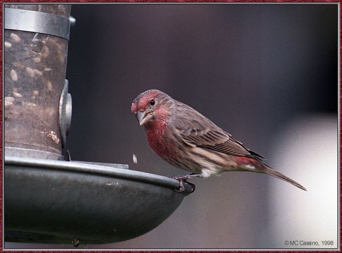 CassinoPhoto-Bird b16-House Finch-male on bird feeder.jpg