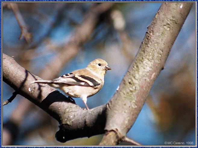 CassinoPhoto-Bird b17-American Goldfinch-perching on tree.jpg