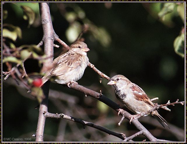 CassinoPhoto-Bird b18-House Sparrows-pair on branch.jpg