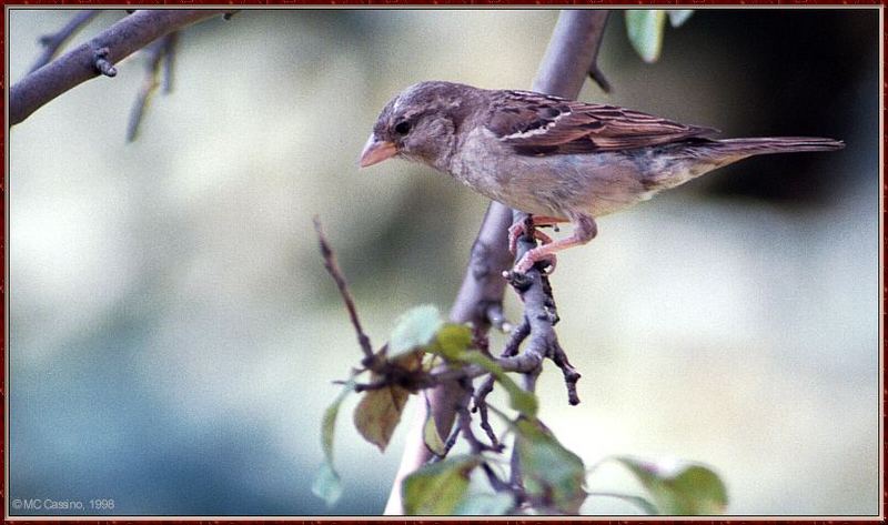 CassinoPhoto-Bird b19-House Sparrow-perching on branch.jpg