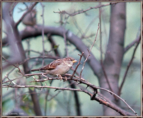 CassinoPhoto-Bird b20-House Sparrow-perching on tree.jpg