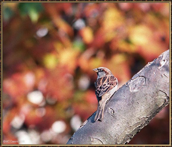 CassinoPhoto-Bird b21-House Sparrow-perching on tree.jpg
