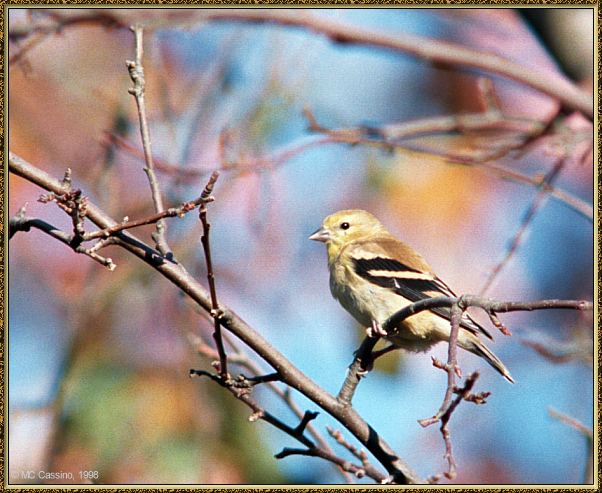 CassinoPhoto-Bird b22-American Goldfinch-perching on tree.jpg