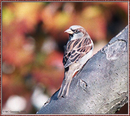 CassinoPhoto-Bird b23-House Sparrow-perching on tree.jpg