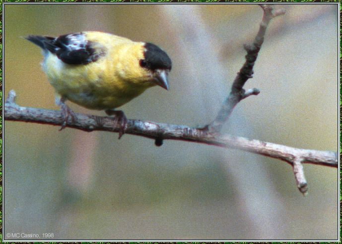 CassinoPhoto-Bird b24-American Goldfinch-perching on branch.jpg