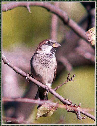 CassinoPhoto-Bird b25-House Sparrow-perching on branch.jpg