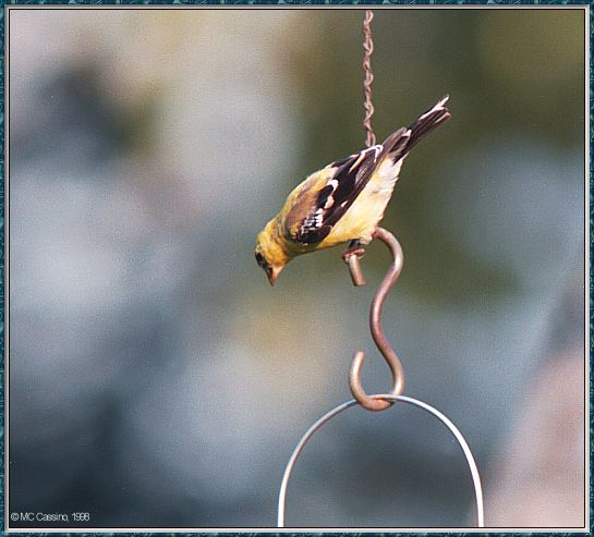 CassinoPhoto-Bird b26-American Goldfinch-cling to bird feeder.jpg