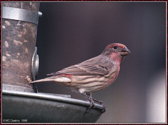 CassinoPhoto-Bird b27-House Finch-perching on bird feeder.jpg
