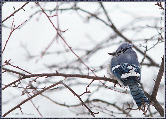CassinoPhoto-BlueJay990110-perching on tree.jpg