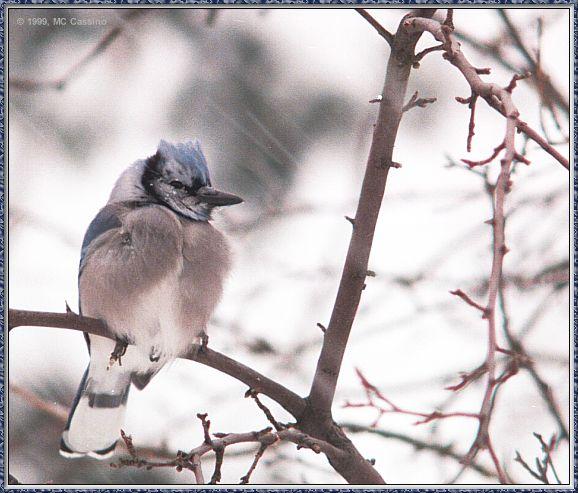 CassinoPhoto-BlueJay990110a-perching on branch.jpg