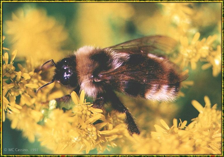 CassinoPhoto-Bumblebee01.jpg