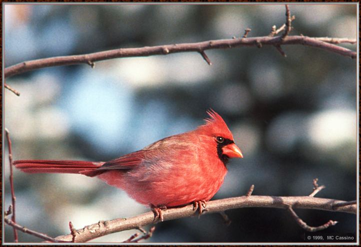 CassinoPhoto-Cardinal010199-male perching on branch.jpg