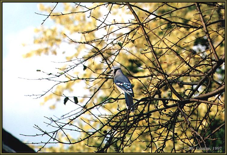 CassinoPhoto-JanuaryBird01-Blue Jay-perching on tree.jpg
