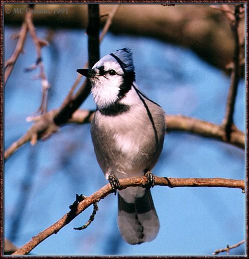 CassinoPhoto-JanuaryBird02-Blue Jay-perching on branch.jpg