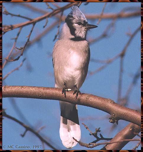 CassinoPhoto-JanuaryBird03-Blue Jay-perching on branch.jpg