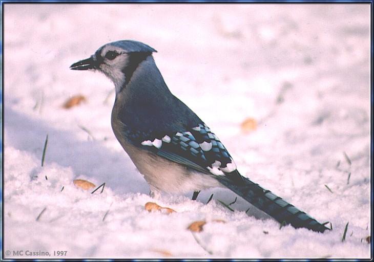 CassinoPhoto-JanuaryBird04-Blue Jay-standing on snow.jpg