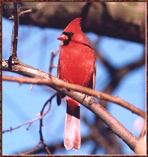 CassinoPhoto-JanuaryBird05-Northern Cardinal-perching on branch.jpg
